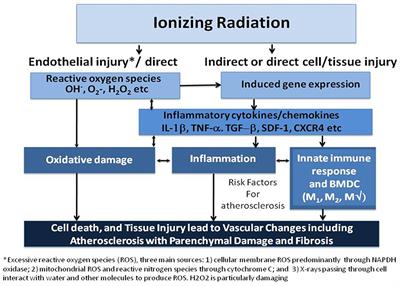 Radiation-Induced Vascular Disease—A State-of-the-Art Review